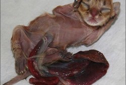 小猫生出来肠子在外面怎么办,胎儿肠外翻图片