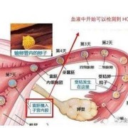怀得高和怀得低的区别,胎儿怀的下有什么需要注意的