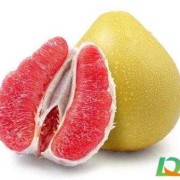 来姨妈可以吃柚子吗,备孕期可以吃柚子吗女性