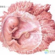 胎儿两个月有多大（胎儿两个月有多大图片）