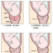 胎儿进入产道多久会生（胎儿进入产道多久会生产）