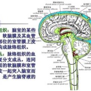 胎儿双侧脉络丛囊肿需要注意什么,胎儿双侧侧脑室脉络丛囊肿是什么意思