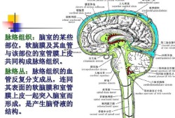 胎儿双侧脉络丛囊肿需要注意什么,胎儿双侧侧脑室脉络丛囊肿是什么意思