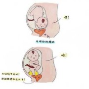 胎儿膀胱是什么意思（胎儿膀胱是什么意思）