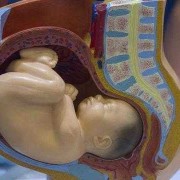 36周胎儿在肚子里姿势（36周胎儿在肚子里姿势图片）