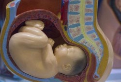36周胎儿在肚子里姿势（36周胎儿在肚子里姿势图片）