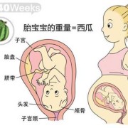 胎儿呈屈曲团抱位（胎儿呈屈曲团抱位什么意思）