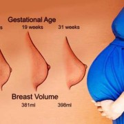 孕期乳房增长（怀孕初期，乳房有什么大的变化吗）