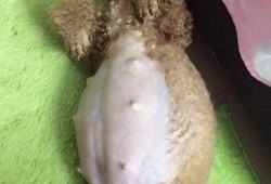 孕期肚子太大（孕期腹部凸起一块硬硬的怎么办）