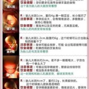 胎儿发育时间表（胎儿发育时间表）