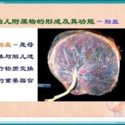 胎儿蛋（胎儿蛋白是什么意思）