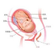孕39周胎儿（孕39周胎儿发育标准）