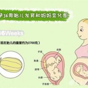 胎儿36周以后还长吗,孕三十六周胎儿发育情况如何
