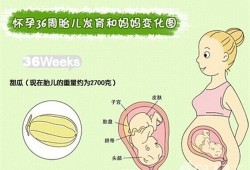 胎儿36周以后还长吗,孕三十六周胎儿发育情况如何