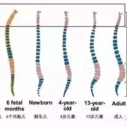 宝宝脖子什么时候变长,胎儿脊椎什么时候发育完善