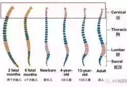 宝宝脖子什么时候变长,胎儿脊椎什么时候发育完善