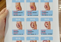 胎儿发育营养（胎儿发育营养）