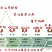 怀孕期间肾炎（怀孕期间肾炎对胎儿有影响吗?）