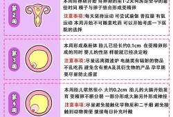 孕周40周胎儿发育标准是多少？孕晚期多吃什么对胎儿有好处,怀孕40天胎儿多大图片