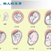 胎儿在母体中（胎儿在母体中的发育场所是）