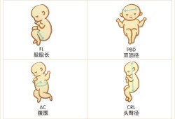 EDD是什么意思,edd是胎儿的什么意思