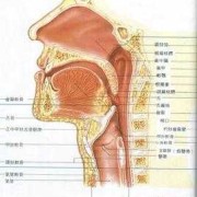 在喉结纹一条线叫什么,胎儿颈部见u型切迹是什么意思?
