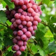 孕期梦见吃葡萄（孕期梦见吃葡萄是胎梦吗）