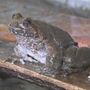 孕期吃石蛙（怀孕吃石蛙）