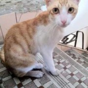孕期脸变瘦（猫咪怀孕很瘦怎么办）
