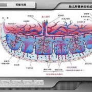 胎儿附属物包括（产力包括什么）