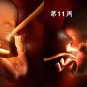 孕期胎儿发育过程（12周孩子发育到什么程度）