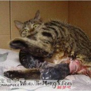 猫怕孕妇是怎么回事,孕期梦见猫是胎梦吗