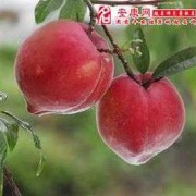孕期梦见桃子（孕期梦见桃子是男还是女）