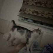 猫的孕期是多少天（猫的孕期是多少天怎么计算）