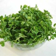 孕期豆苗（含铁蔬菜前十名）