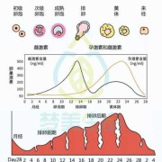 孕期雌激素变化（孕期雌激素变化值）