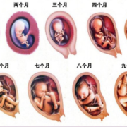 怀孕多久胎儿身体全部长全,怀孕期间胎儿发育过程动画