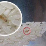 面条有米虫还能吃吗,孕期梦见虫子生男生女