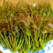 孕期可以吃香椿芽吗（孕期可以吃香椿芽吗?）