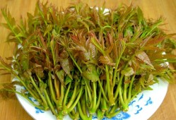 孕期可以吃香椿芽吗（孕期可以吃香椿芽吗?）