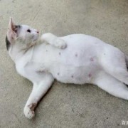 猫的孕期（猫的孕期是多少天）