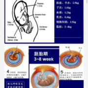 胎儿附属物包括什么,胎儿附属物是指胎儿以外的组织包括哪些