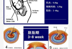 胎儿附属物包括什么,胎儿附属物是指胎儿以外的组织包括哪些