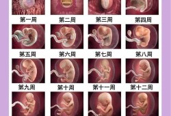 40天胎儿有多大（刚出生的宝宝50厘米到40天长多高算正常）