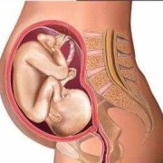 腹内胎儿（腹内胎儿图）