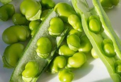 孕期梦到蚕（蚕豆代表什么寓意）