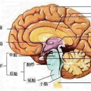 胎儿丘脑图（胎儿丘脑图片）