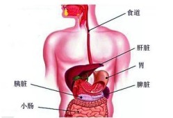 胎儿脾脏（胎儿脾脏钙化灶是什么意思）