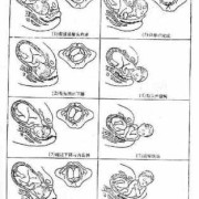 胎儿娩出的七个步骤（胎儿娩出的七个步骤衔接）