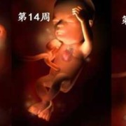 8个月宝宝肝火旺盛,八个月胎儿图片视频